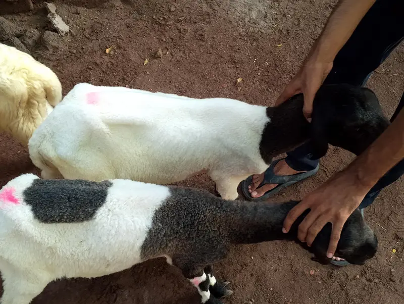laly(Sheeps) — photo 3