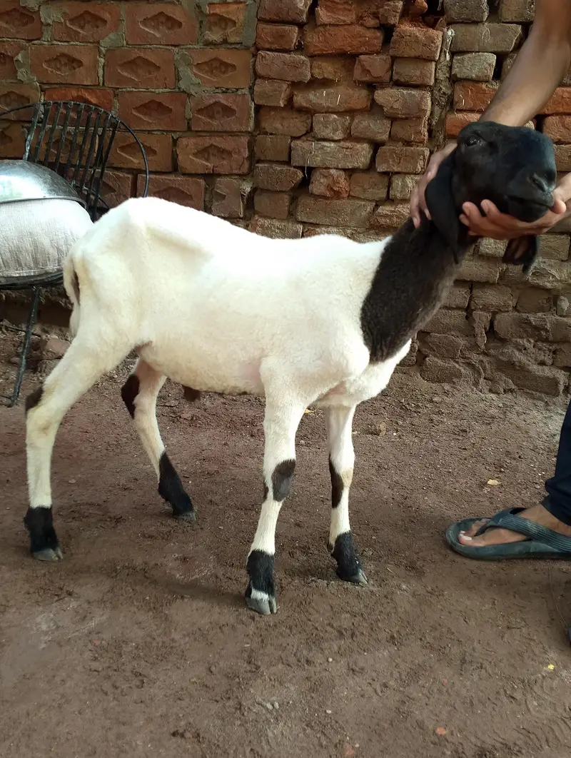 laly(Sheeps) — photo 4