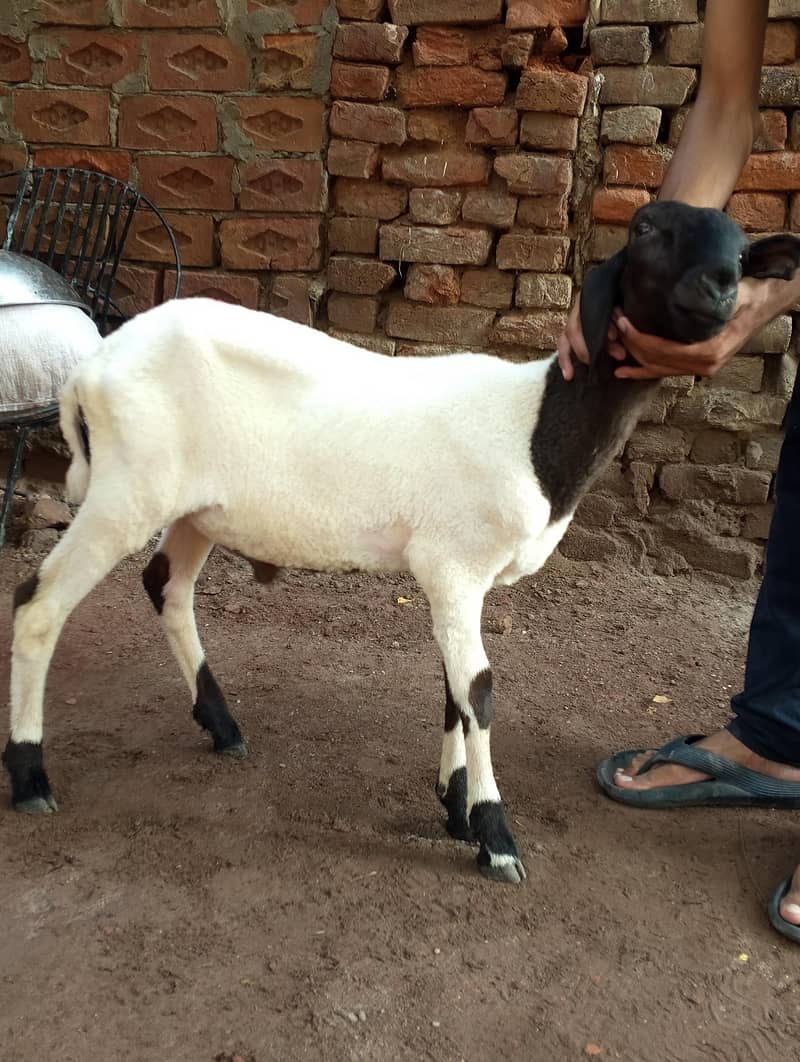 laly(Sheeps) 4