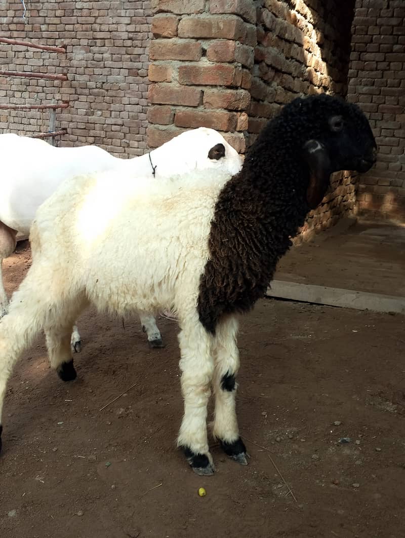 laly(Sheeps) 5