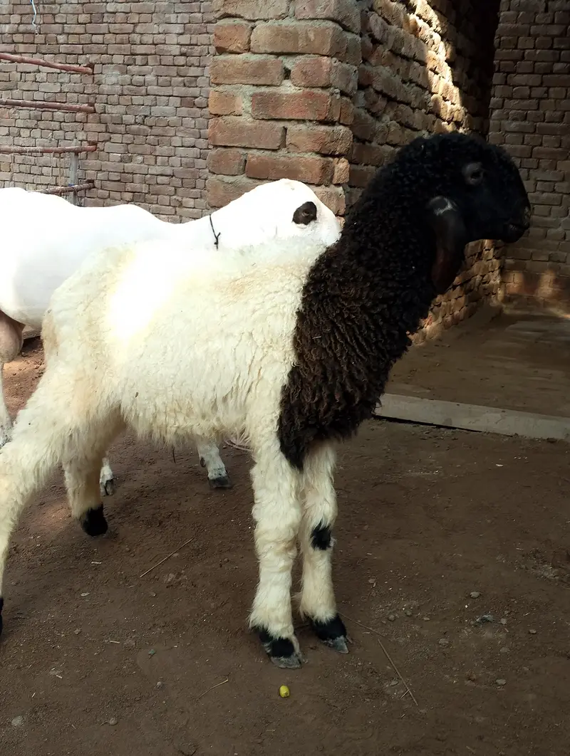 laly(Sheeps) — photo 6