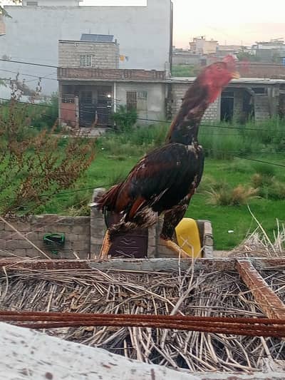 Aseel fertial eggs for sale