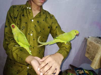 indian ringneck
