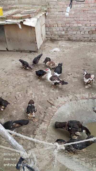 Muscovy Duck