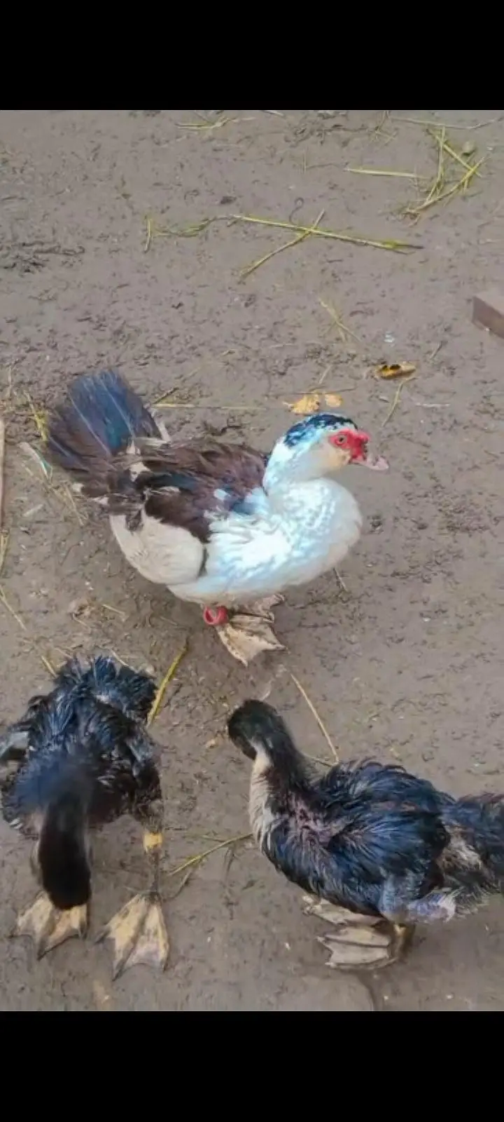 Muscovy Duck — photo 3