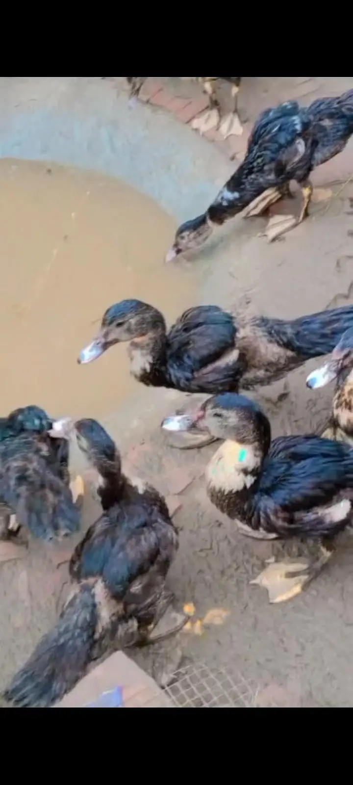 Muscovy Duck — photo 4