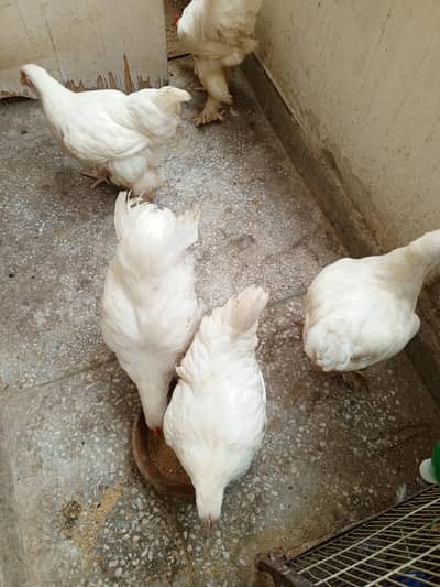 white heavy cochin buff