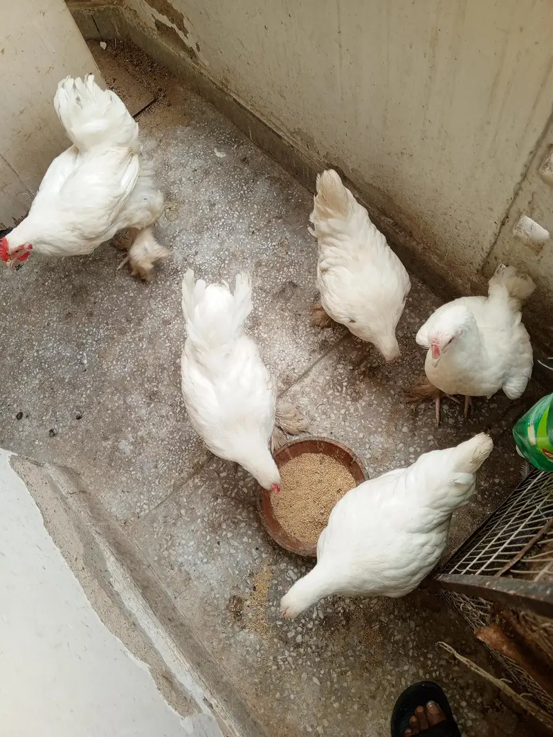 white heavy cochin buff — photo 2
