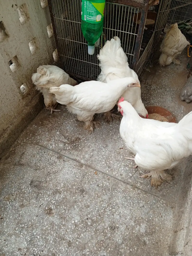 white heavy cochin buff — photo 3