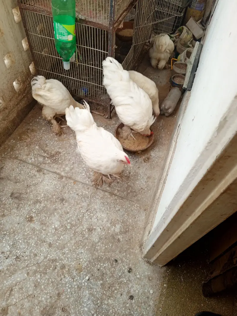 white heavy cochin buff — photo 4
