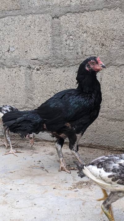 Breeding female