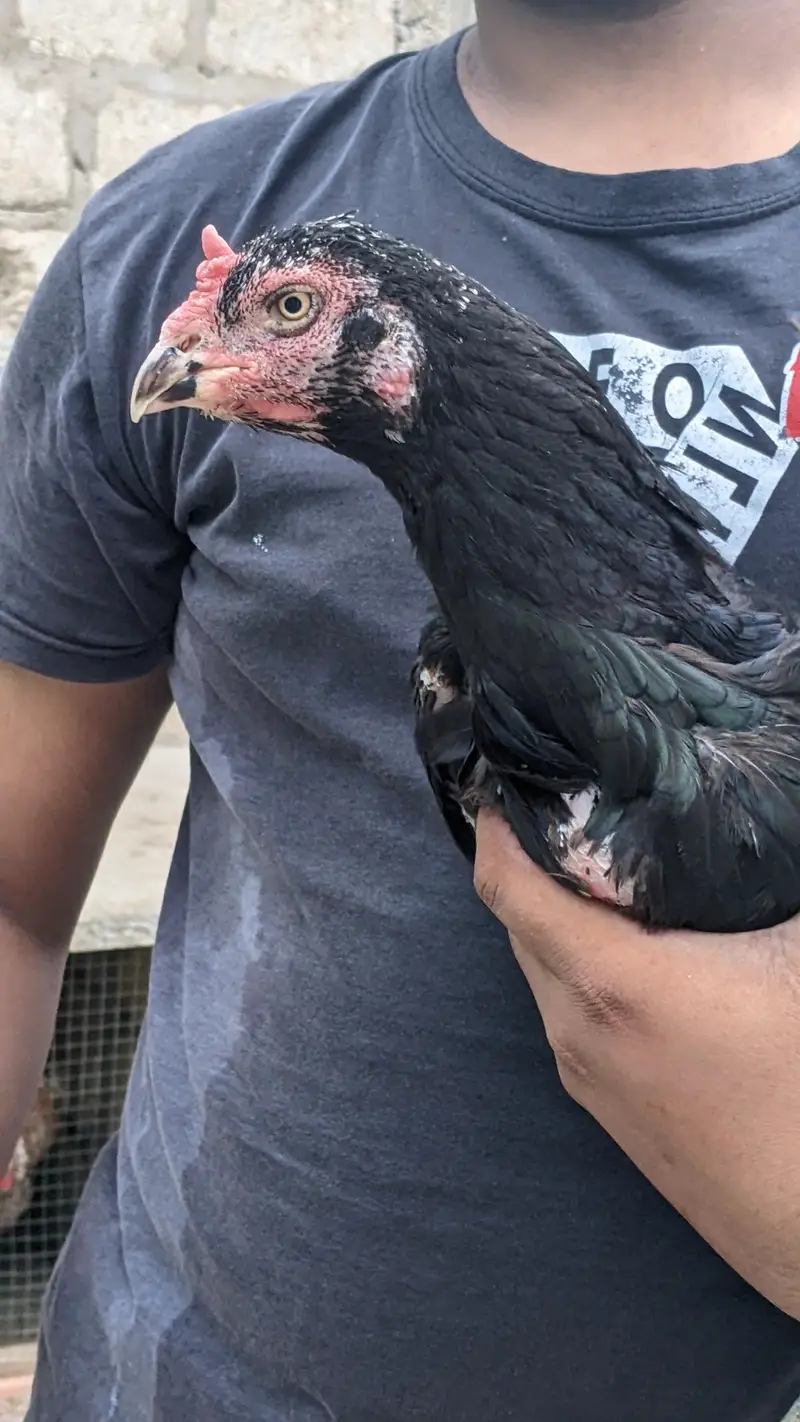 Breeding female — photo 2