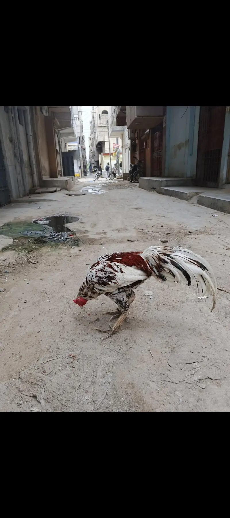 aseel murga puliya — photo 2