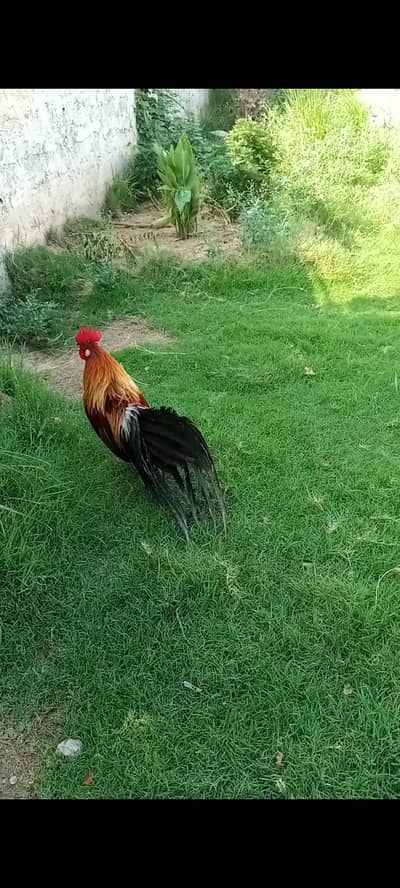 long tail rooster