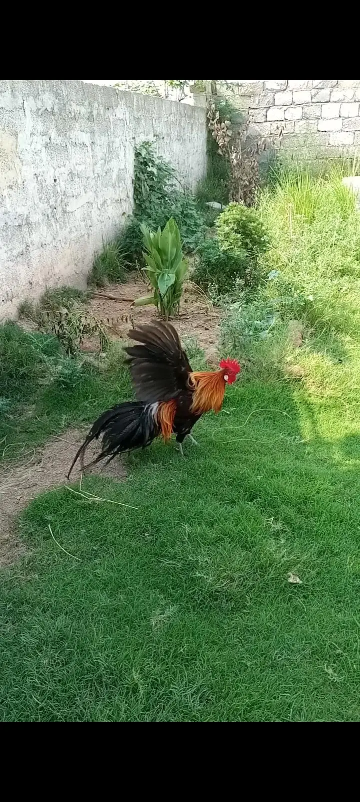 long tail rooster — photo 2