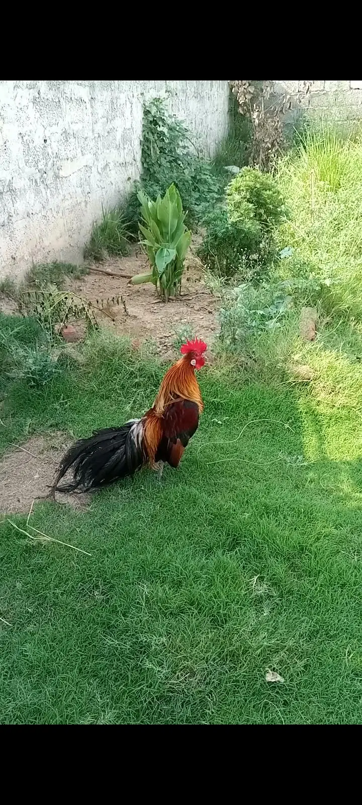 long tail rooster — photo 3