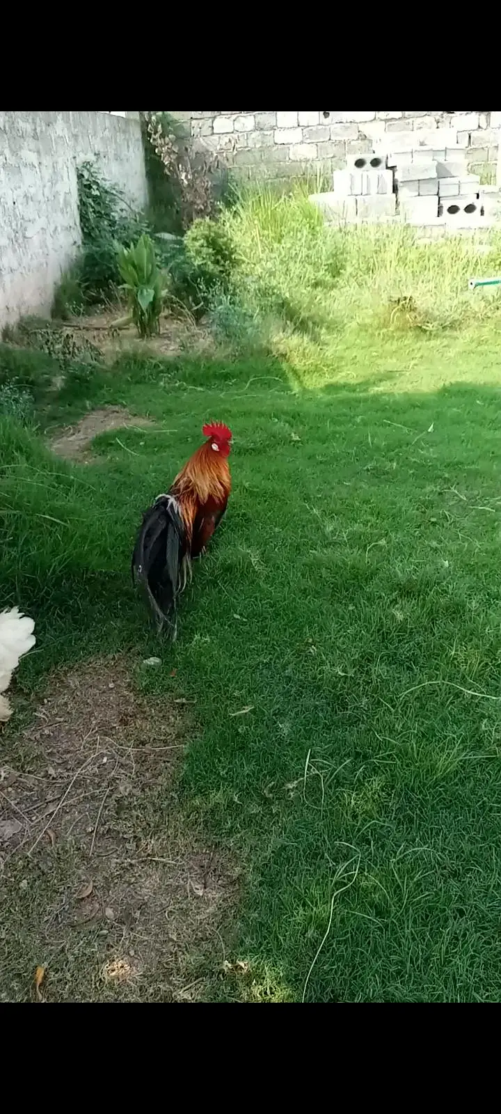 long tail rooster — photo 4