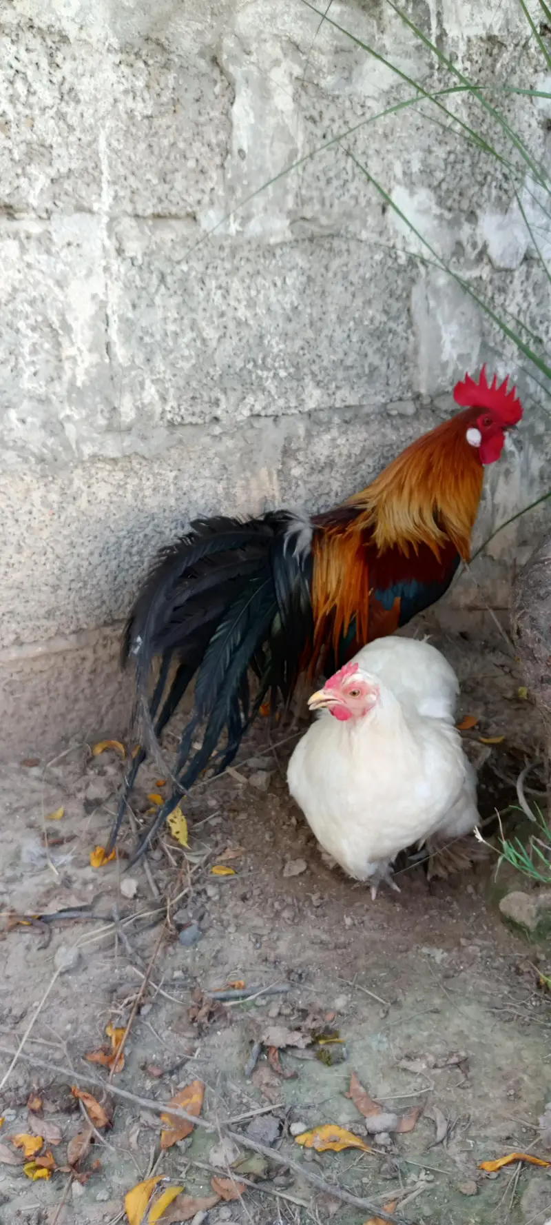 long tail rooster — photo 5