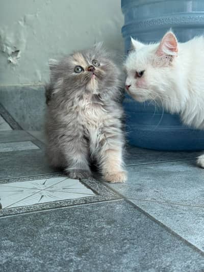 HIGH QUALITY TRI COLOUR KITTEN AVAILABLE
