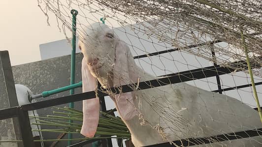 Pregnant Rajanpuri Goats for sale