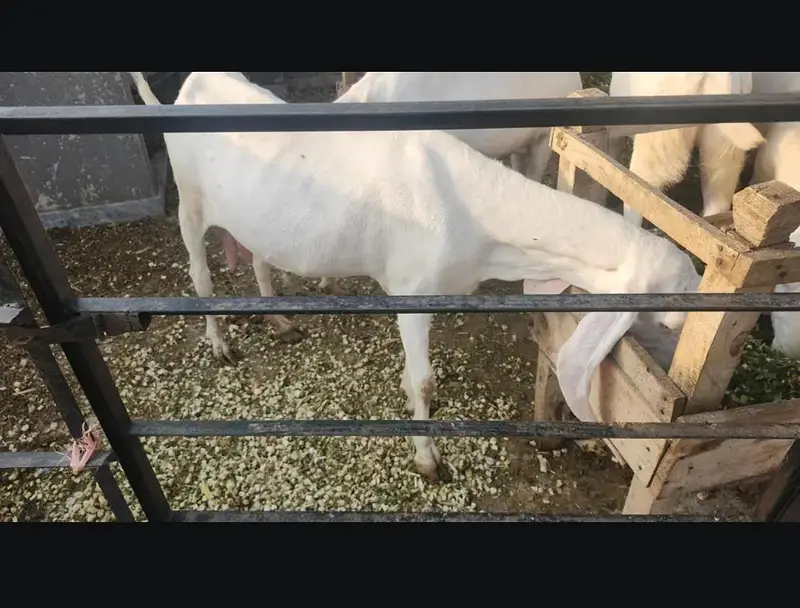 Pregnant Rajanpuri Goats for sale — photo 2