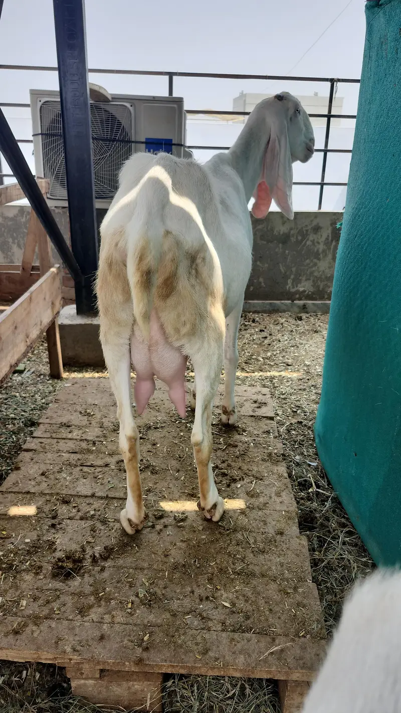 Pregnant Rajanpuri Goats for sale — photo 3