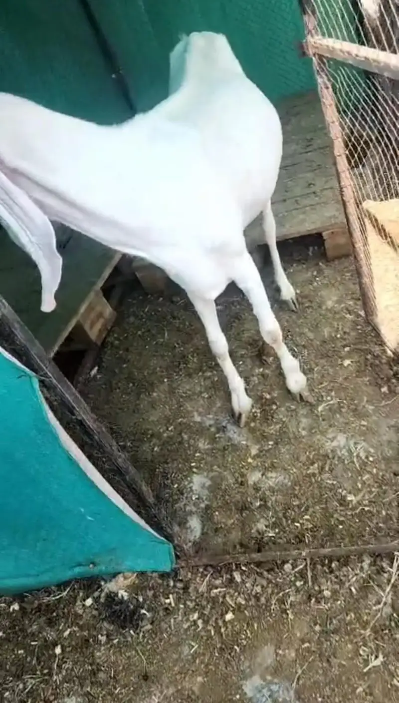 Pregnant Rajanpuri Goats for sale — photo 4