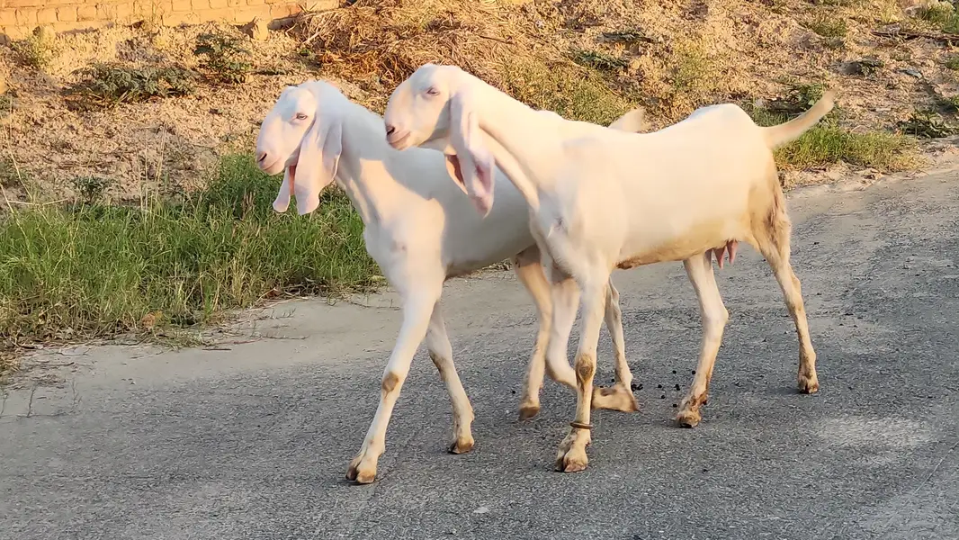 Pregnant Rajanpuri Goats for sale — photo 5