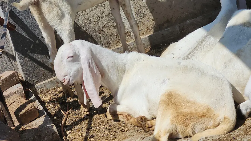 Pregnant Rajanpuri Goats for sale — photo 6