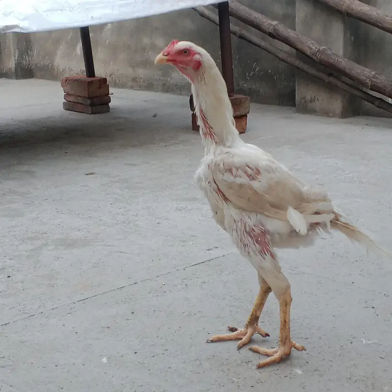 Heera aseel — photo 5