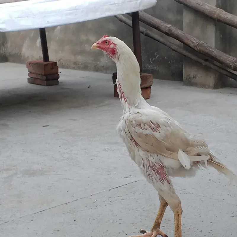 Heera aseel — photo 6