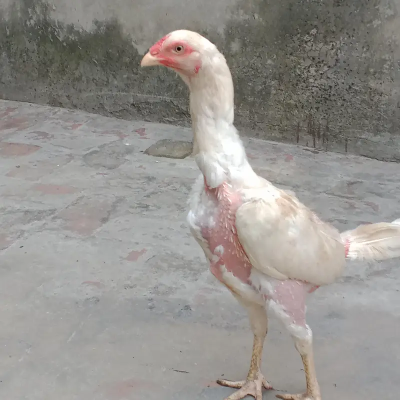Heera aseel — photo 7