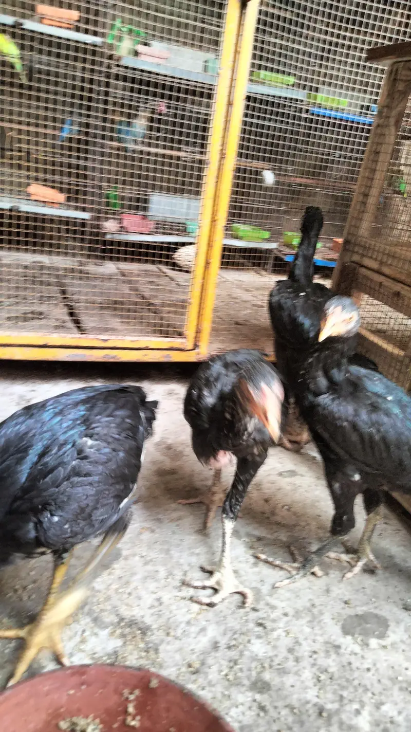 mushky lasani top quality pathy — photo 2