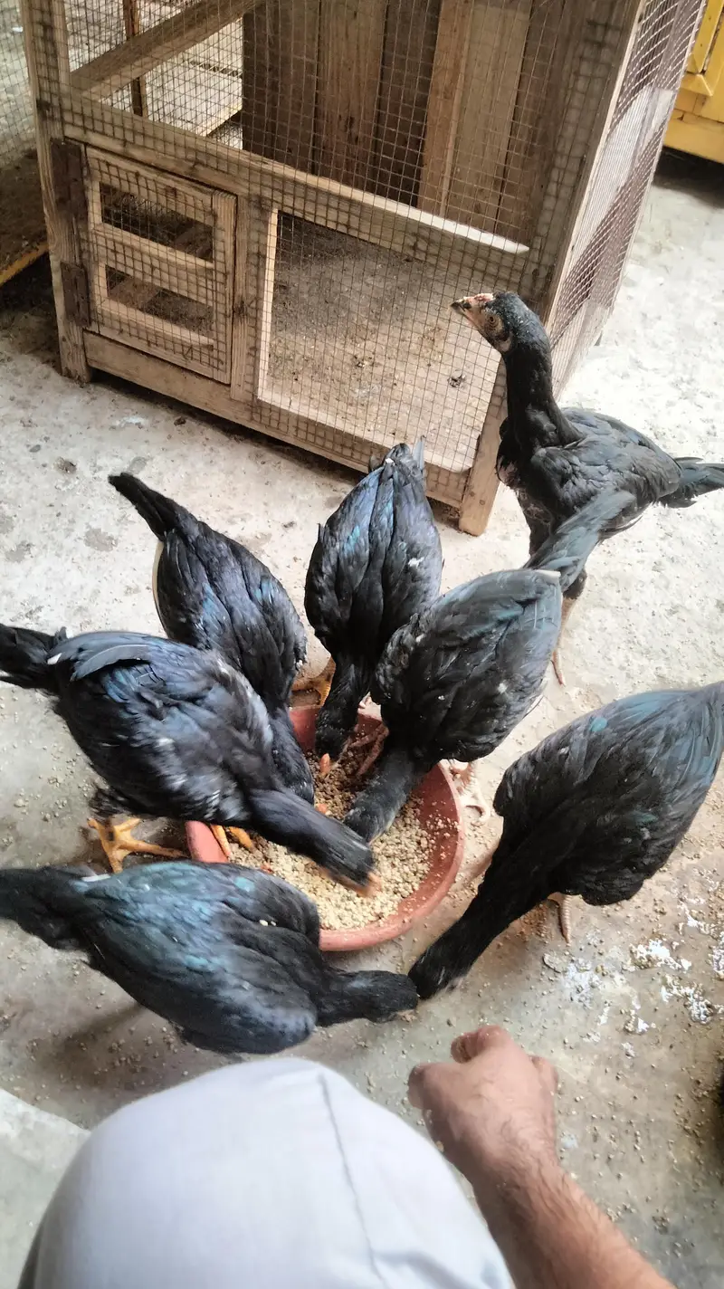 mushky lasani top quality pathy — photo 9