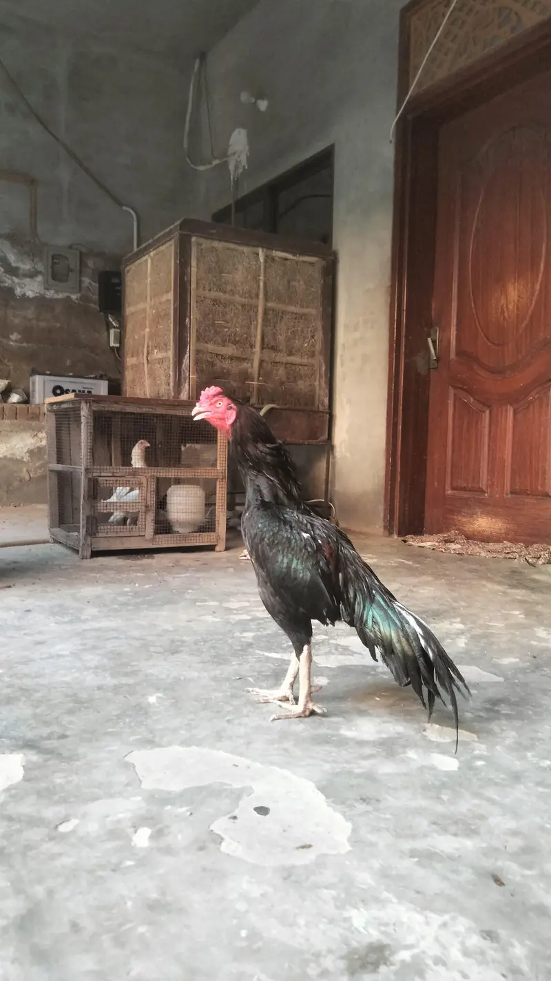 mushky lasani top quality pathy — photo 11