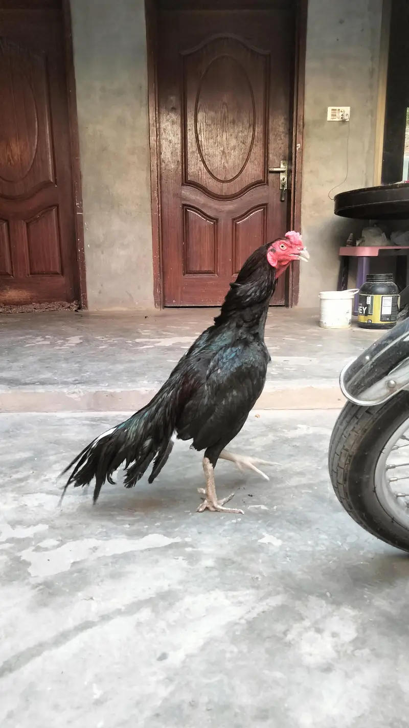 mushky lasani top quality pathy — photo 12