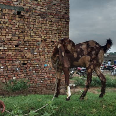 Pura betal bakri bht achi nasal hai
