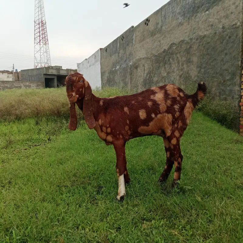 Pura betal bakri bht achi nasal hai — photo 2