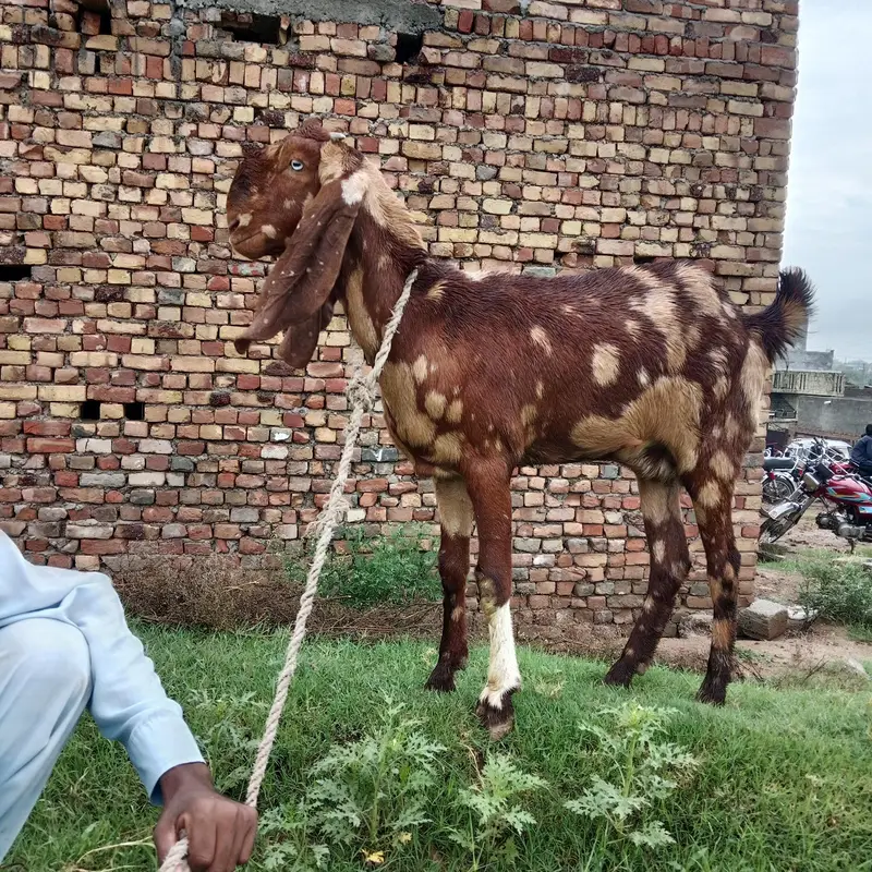 Pura betal bakri bht achi nasal hai — photo 3