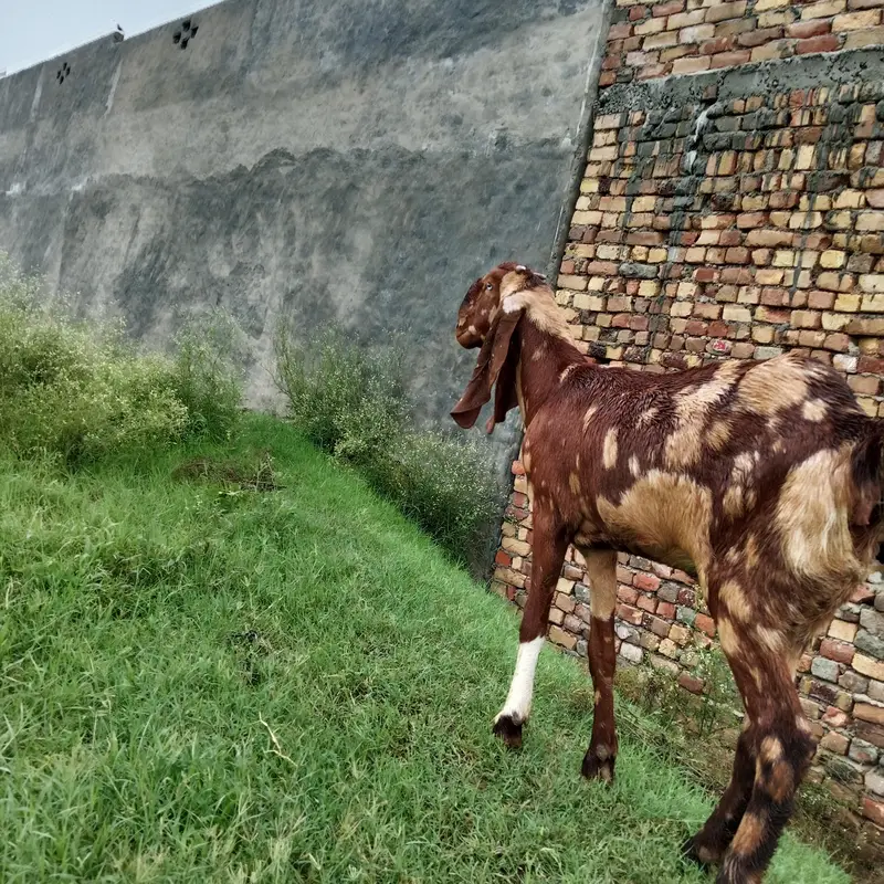 Pura betal bakri bht achi nasal hai — photo 4
