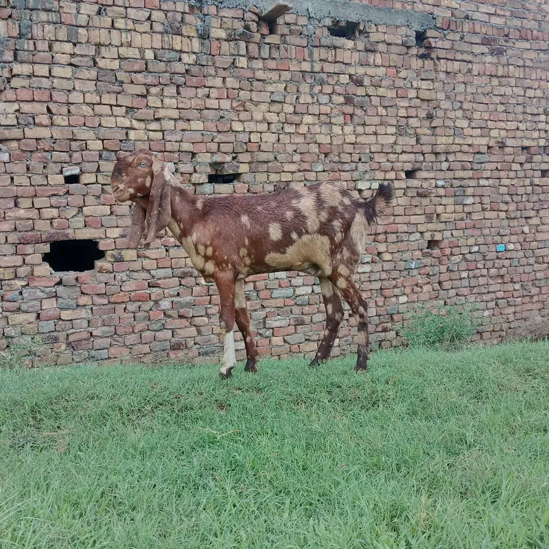 Pura betal bakri bht achi nasal hai — photo 5