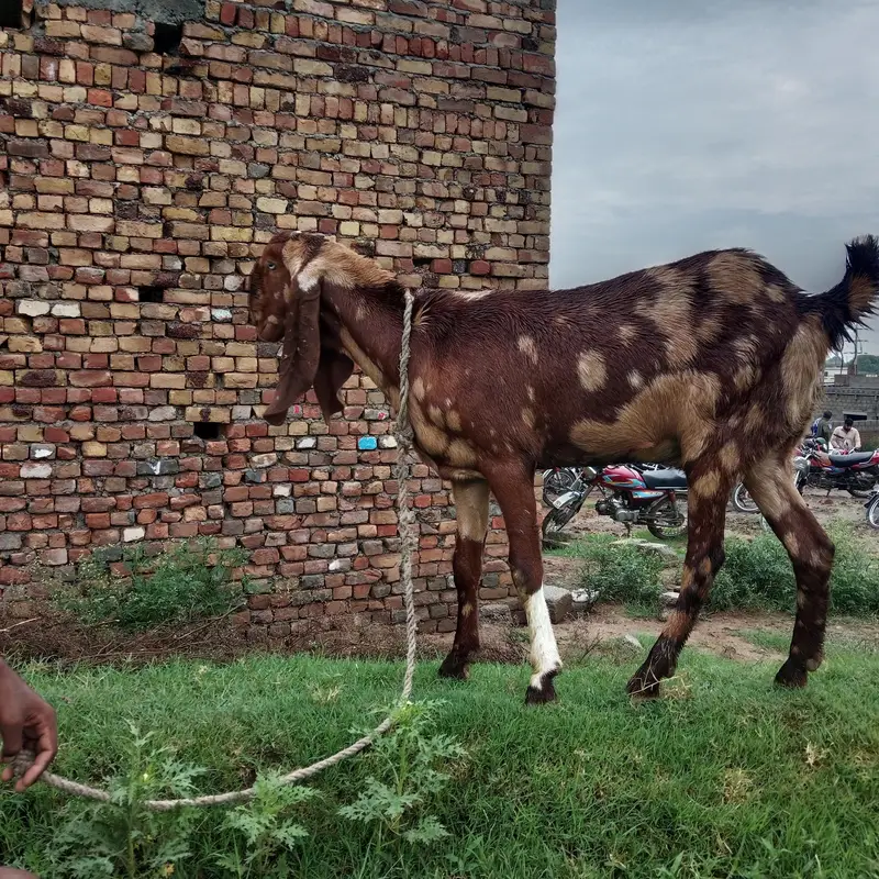 Pura betal bakri bht achi nasal hai — photo 6