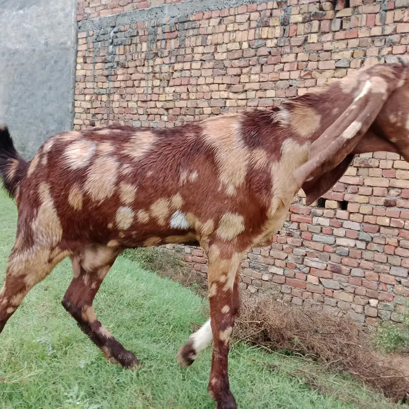 Pura betal bakri bht achi nasal hai — photo 7