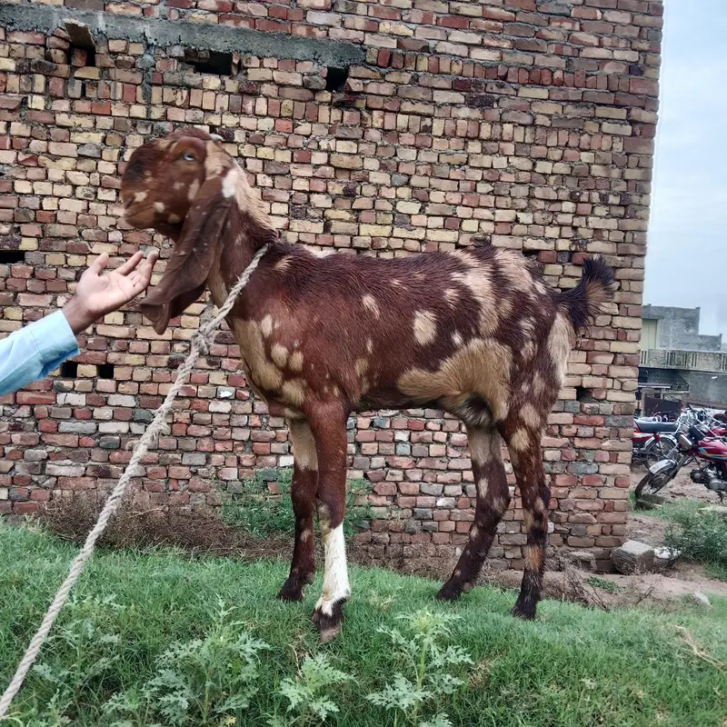 Pura betal bakri bht achi nasal hai — photo 8
