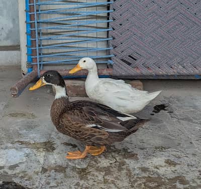 Pair Duck  for sell