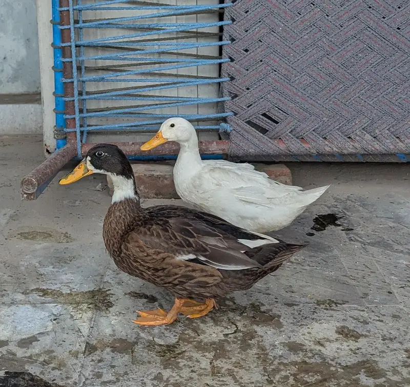 Pair Duck  for sell