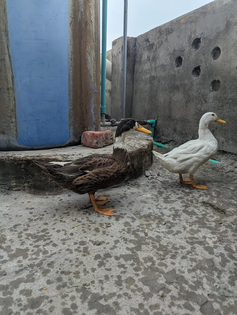 Pair Duck  for sell — photo 2