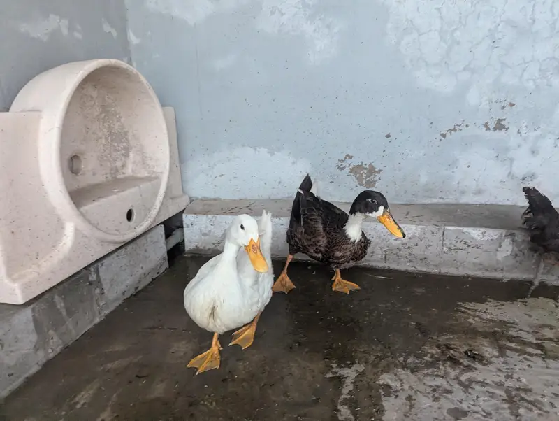 Pair Duck  for sell — photo 3