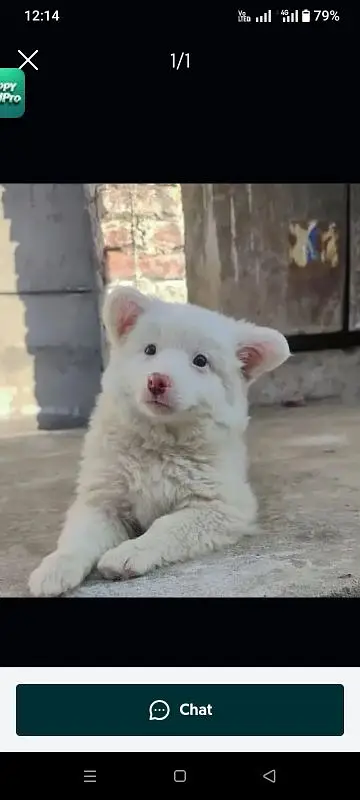 Russian puppy dog for sale