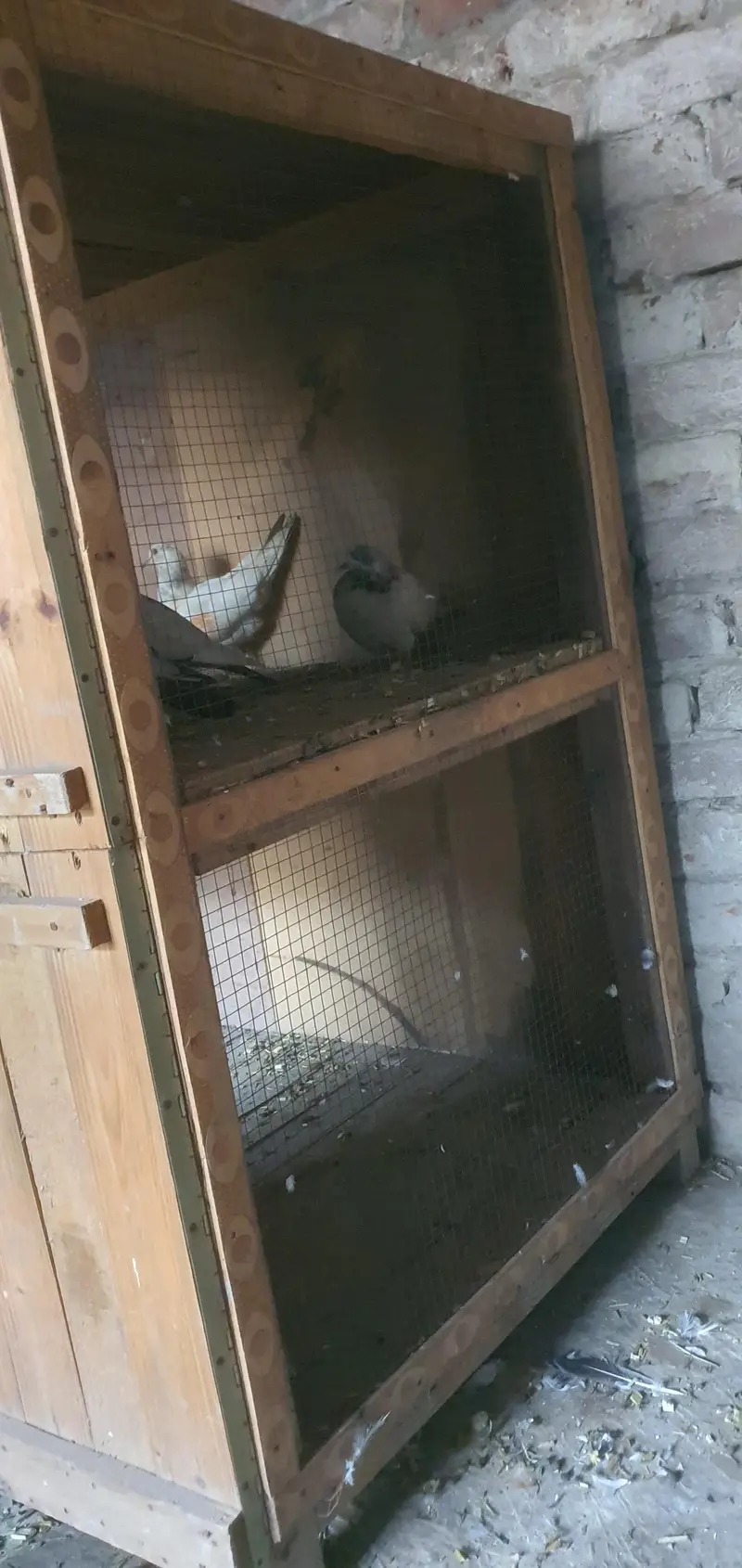 wood heavy Cage — photo 5